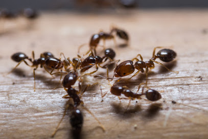 Ashcraft Termite & Pest