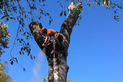 Steadfast Tree Care Orange