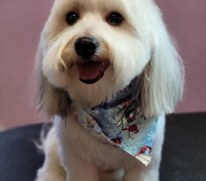 Hair Of The Dog Grooming Llc