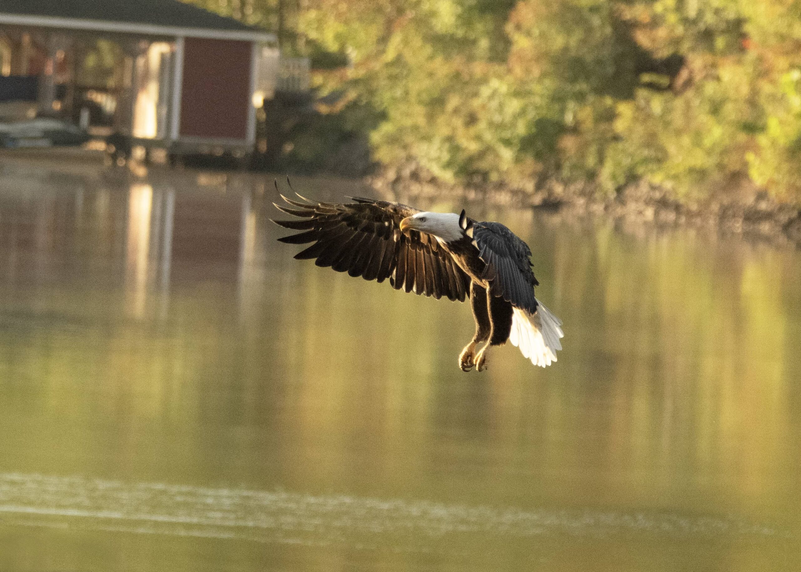 Featured image for “Bald Eagles Soar to New Heights Over Lake Anna: a Conservation Victory”