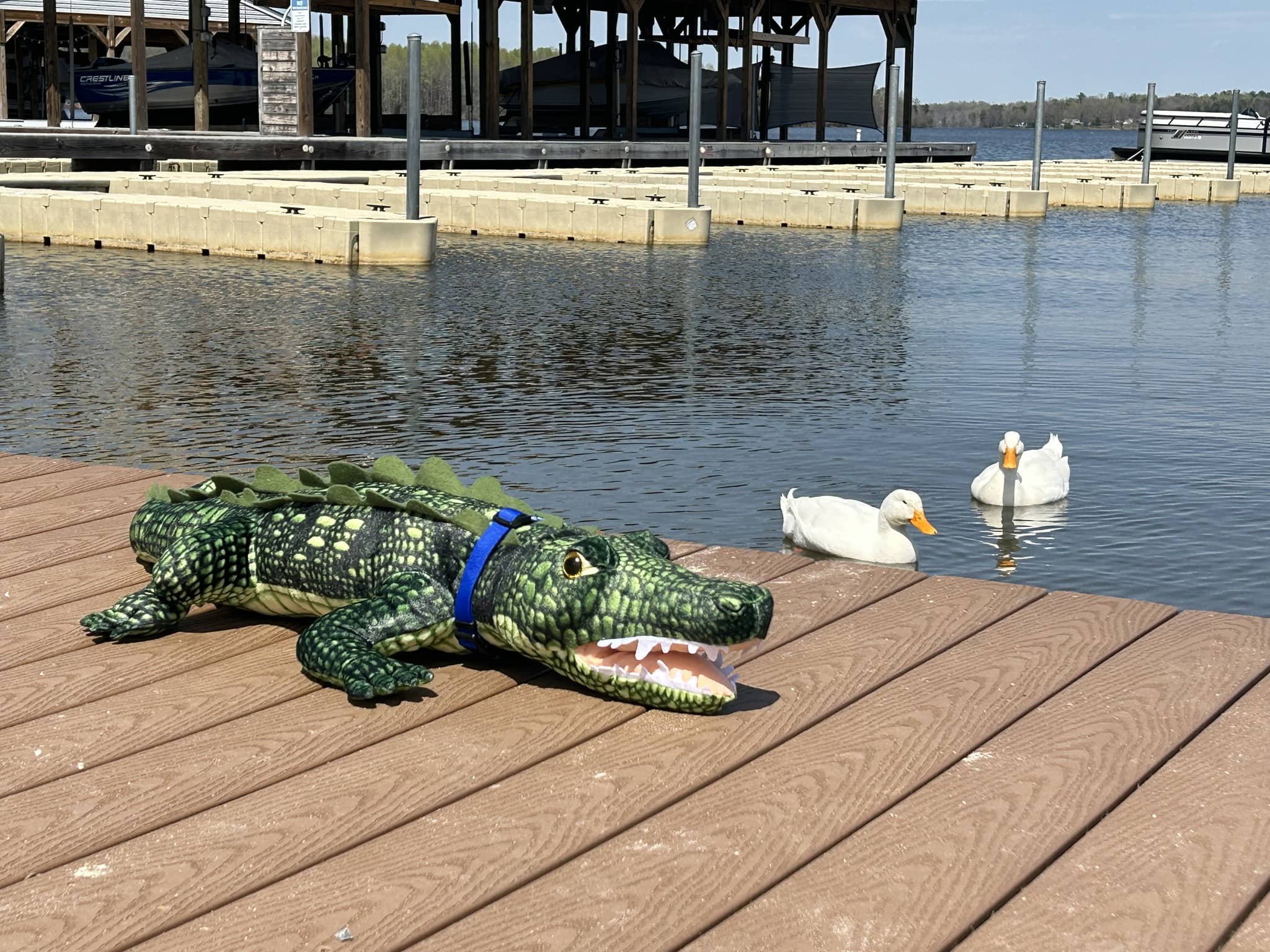 Featured image for “Alligators at Lake Anna? Nope… Just ‘Lake’”