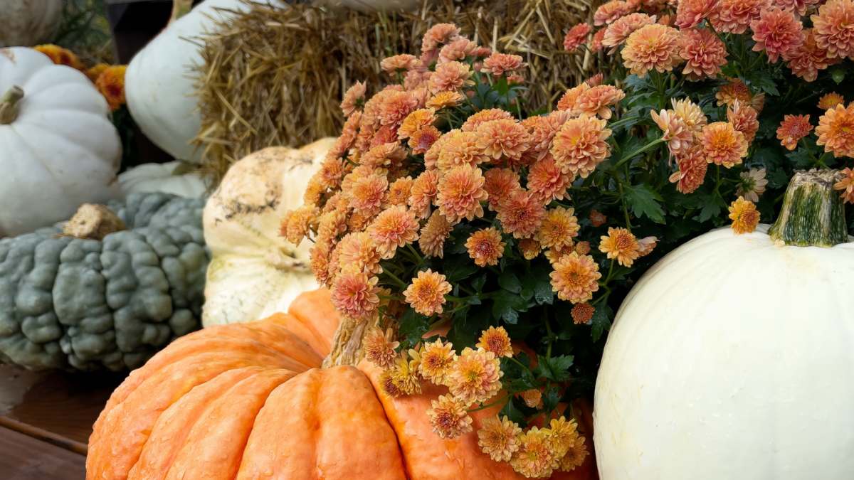 pumpkins for fall weddings