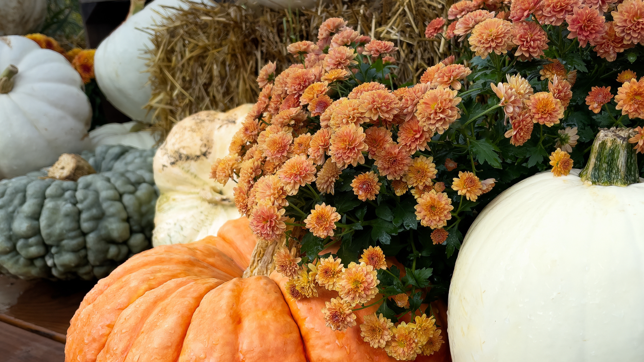 Featured image for “All Things Fall Food Themes | Lake Anna Weddings”