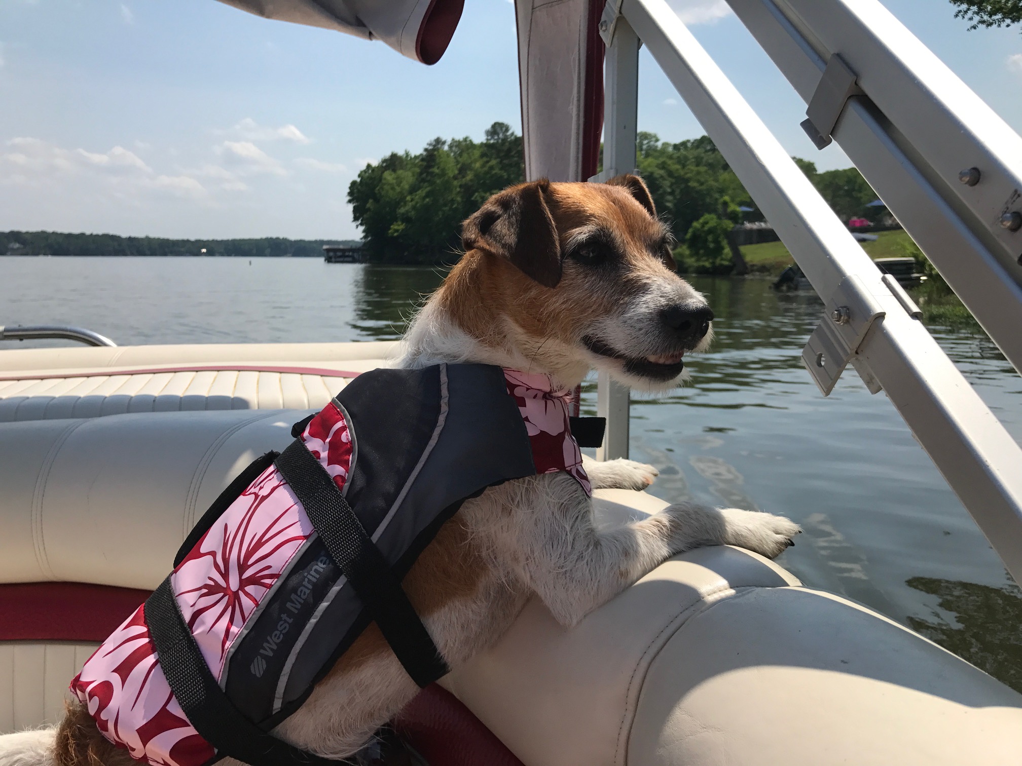 Featured image for “Finding the Perfect Lake Home for You and Your Dog(s)”