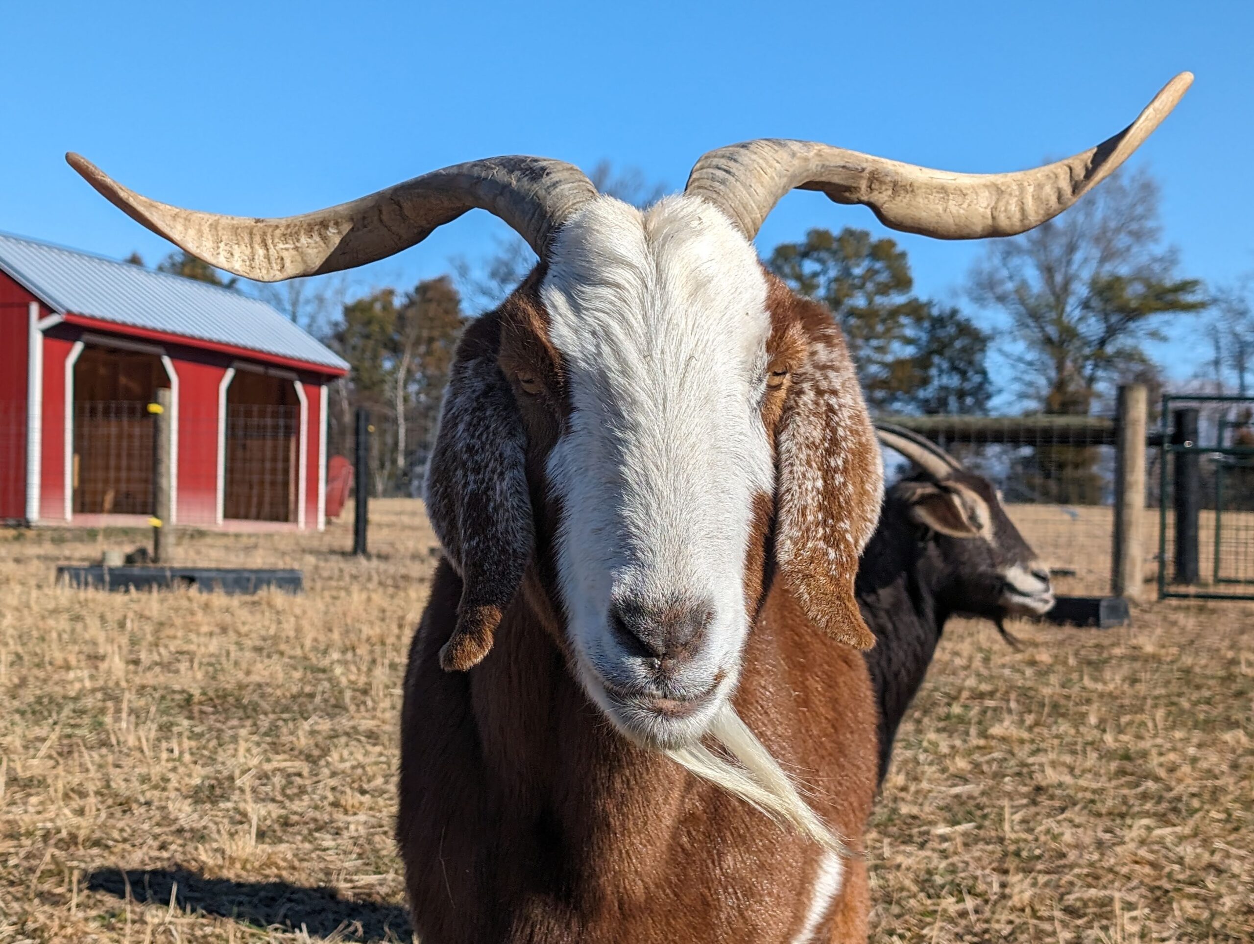 Featured image for “Saving Lives, One Paw (or Hoof) at a Time”