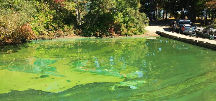 Featured image for “Algae Toxins Now in Charge of Health Advisories”