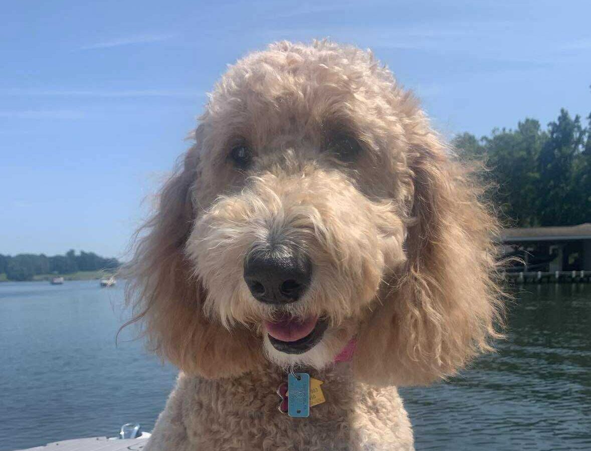 Featured image for “Beau’s Perspective: I’m in Woof!”