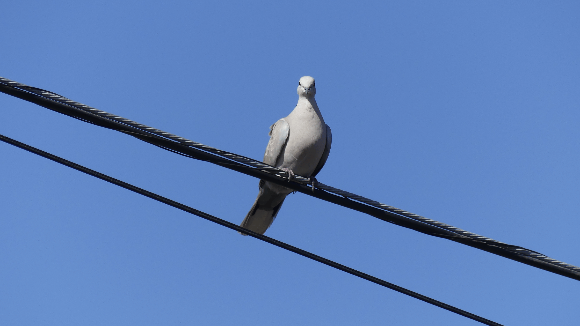 Featured image for “Birds on Power Lines? Don’t Shoot”