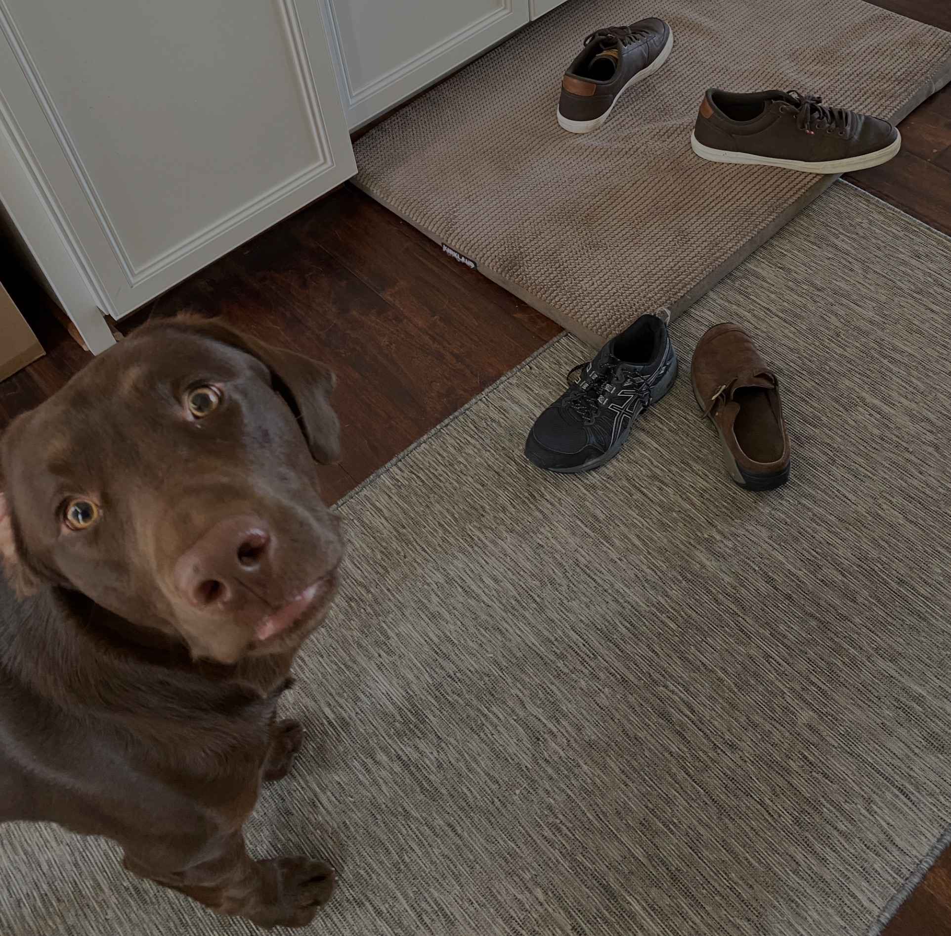Featured image for “Beau’s Perspective: I Miss Shoe”