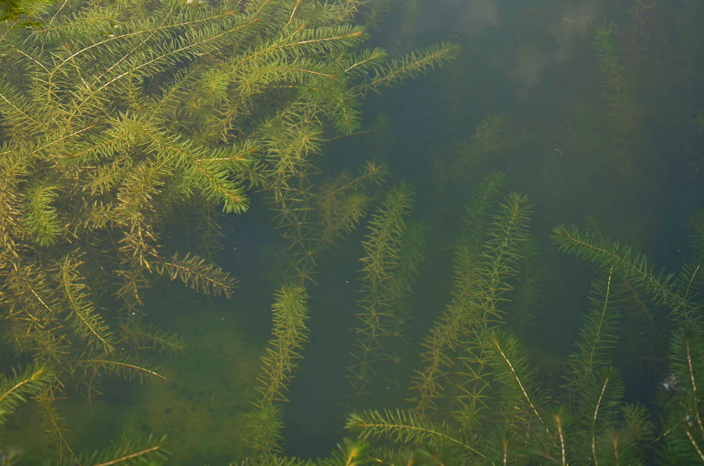 Featured image for “PUBLIC HYDRILLA REVIEW OPEN THROUGH JAN. 21”
