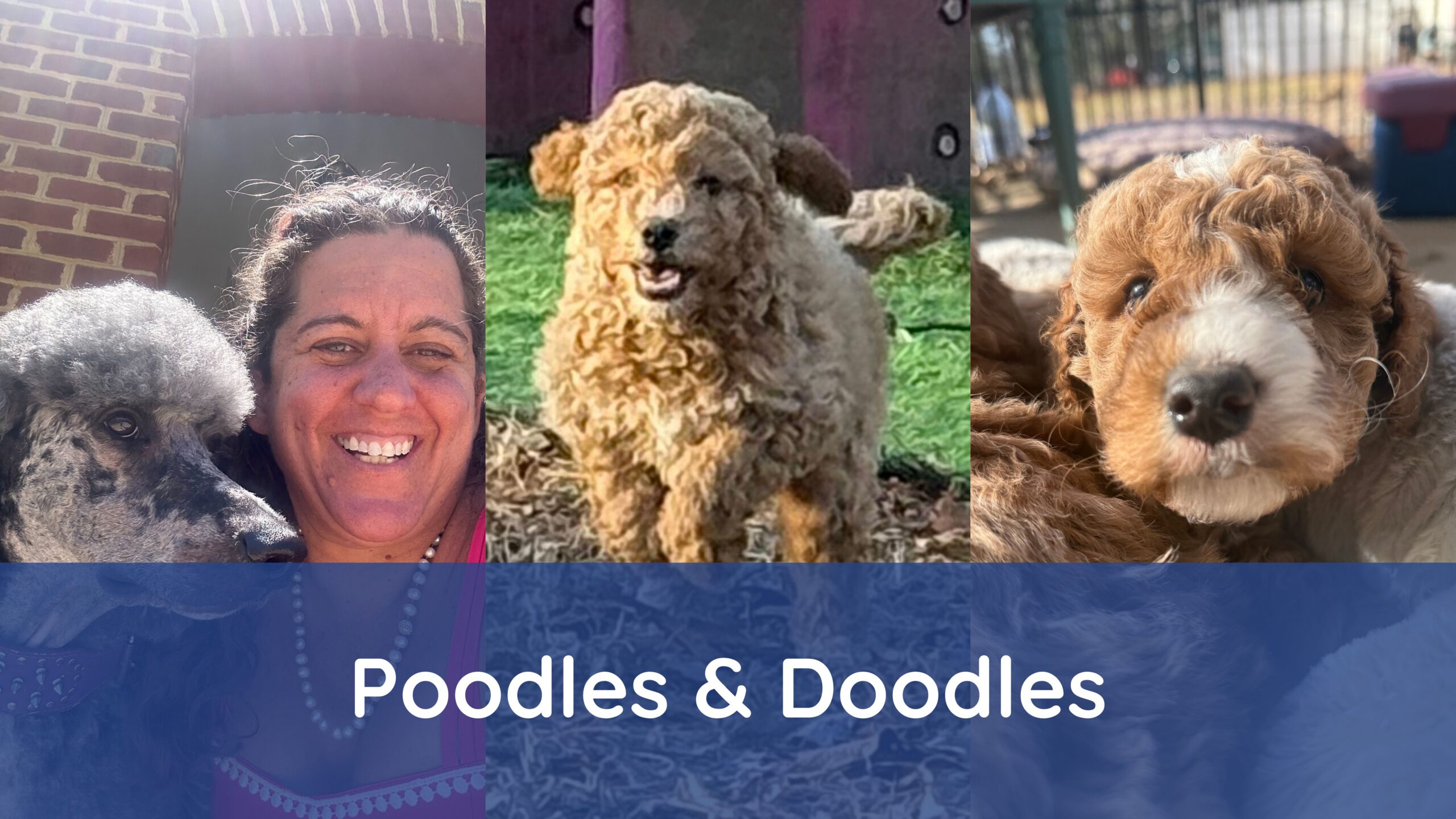 Featured image for “From One Poodle to a Full Pack: Inside Louisa County Poodles & Doodles [Sponsored]”