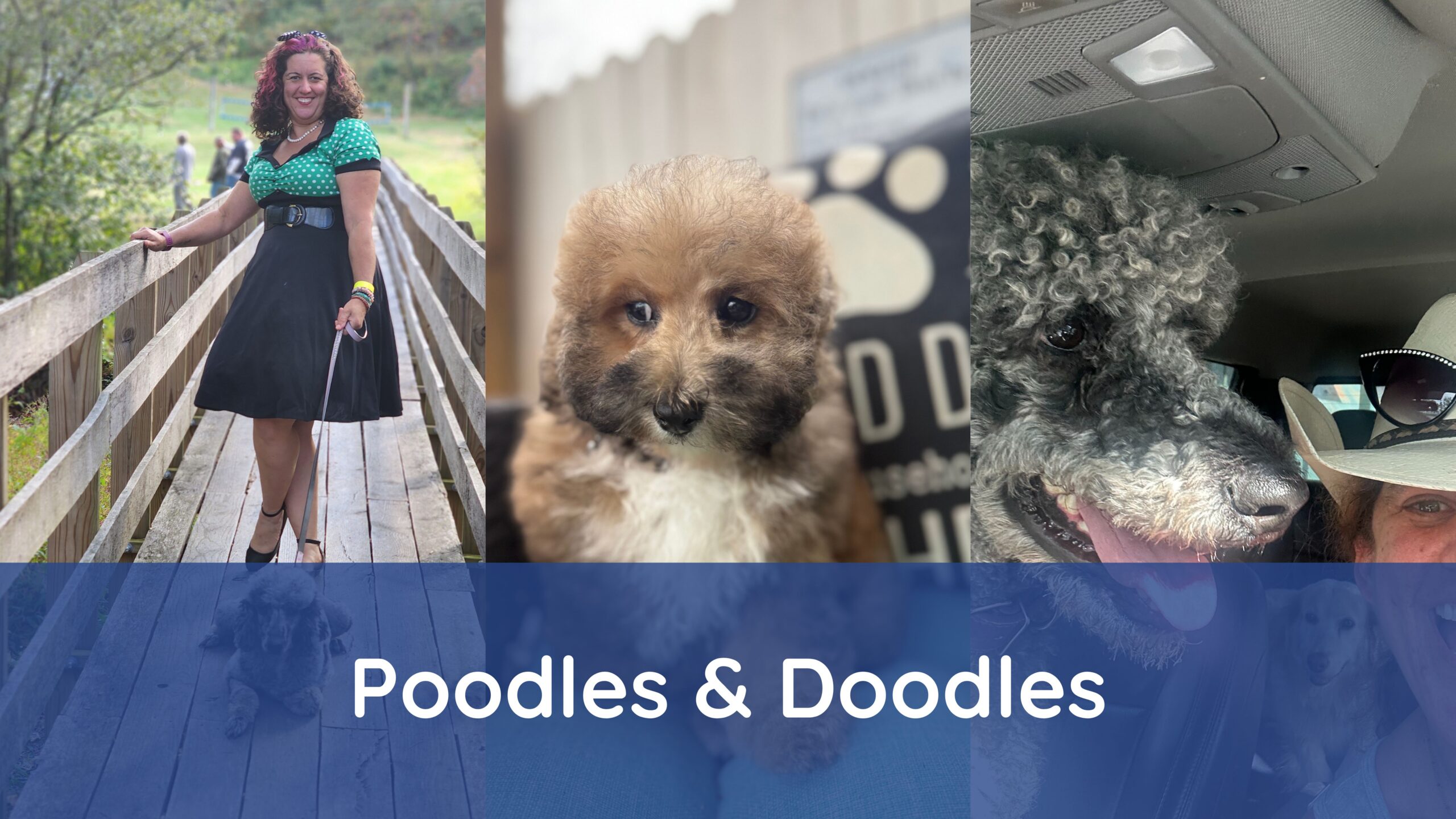Featured image for “From Louisa County to Hospital Halls: How Virginia Poodles & Doodles Is Making a Broader Impact”